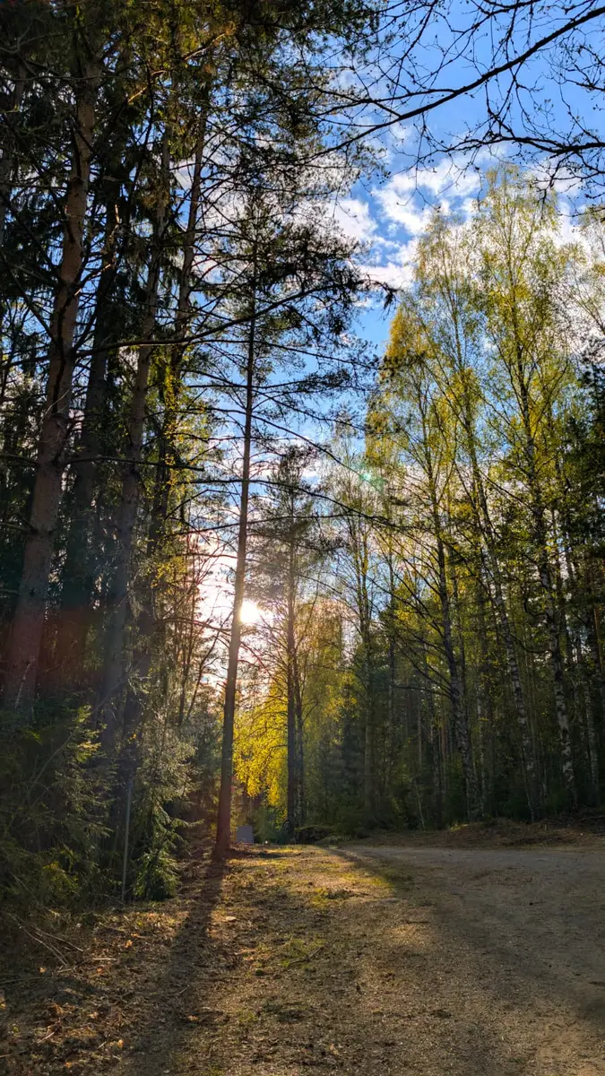 Forest in Northern Sweden