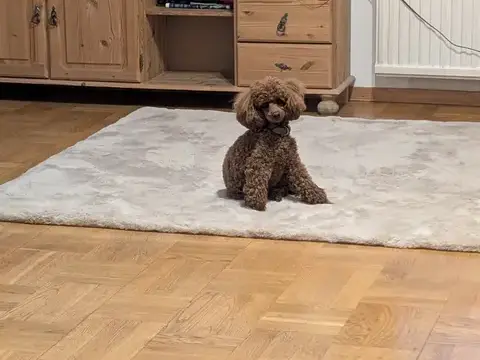 Dogs are welcome at the house